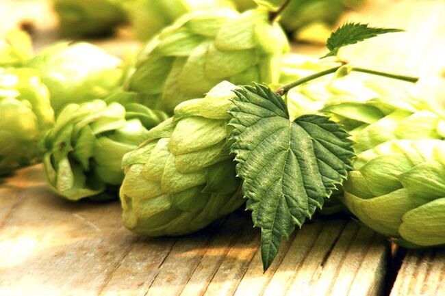 Hop cones to increase the breast size